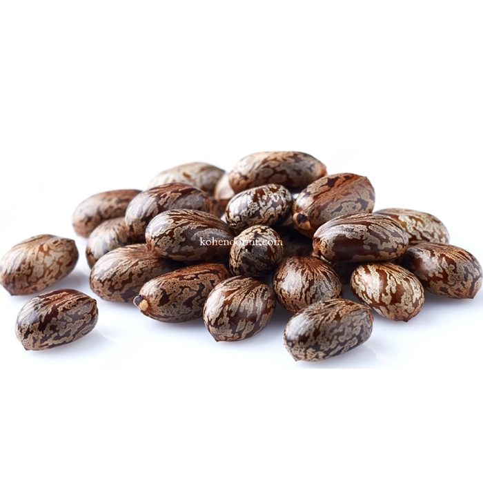 Castor Seed exporter Pakistan, Kohenoor International