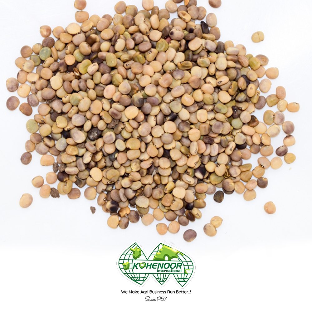 Guar planting seed KN17 from Kohenoor International, Pakistan